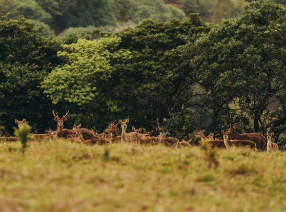 An encounter with Mauritian history and soul